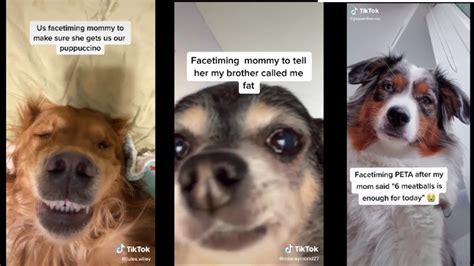Dogs Facetime Tik Tok Compilation Youtube