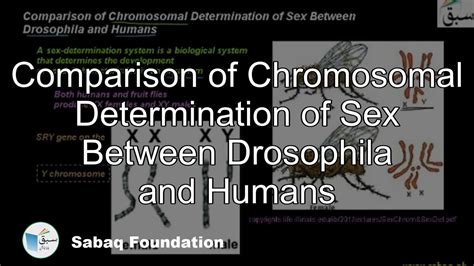 Comparison Of Chromosomal Determination Of Sex Between Drosophila And Humans Youtube