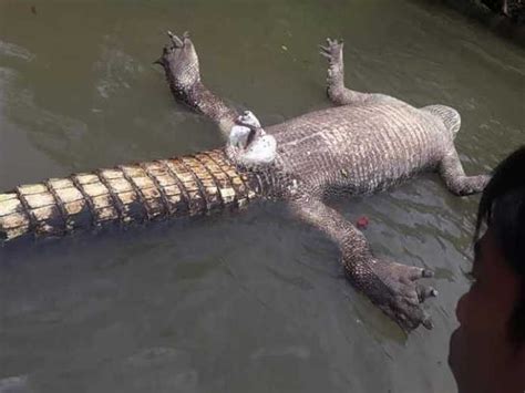 Discovered A Giant Crocodile Body Floating In The River With A Very