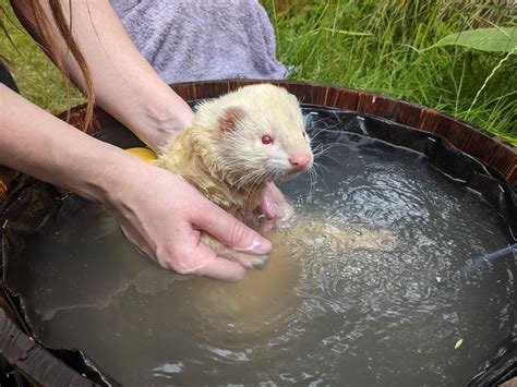 We Gave Rupert An Oat Bath In A Special Ferret Jacuzzi Thats An Air