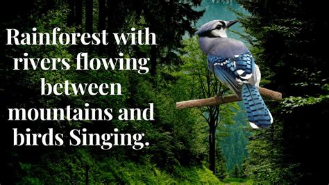 Amazing Forest Sceneries With Soothing Relaxing Sounds From Nature Of