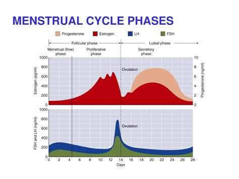 Menstrual Cycle Mood Swings Chart