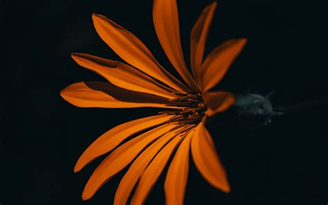 Download Flower Orange Dark 1920x1200 Wallpaper 1610 Widescreen