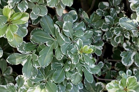 Variegated Pittosporum For Sale Buying Growing Guide Trees Com