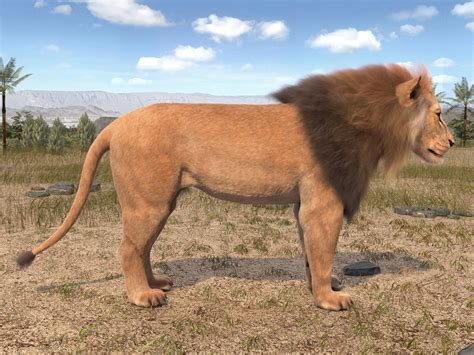 Lion The King Hair And Fur 3d Model Rigged Cgtrader