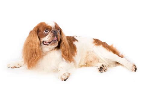 english toy spaniel dog breed information