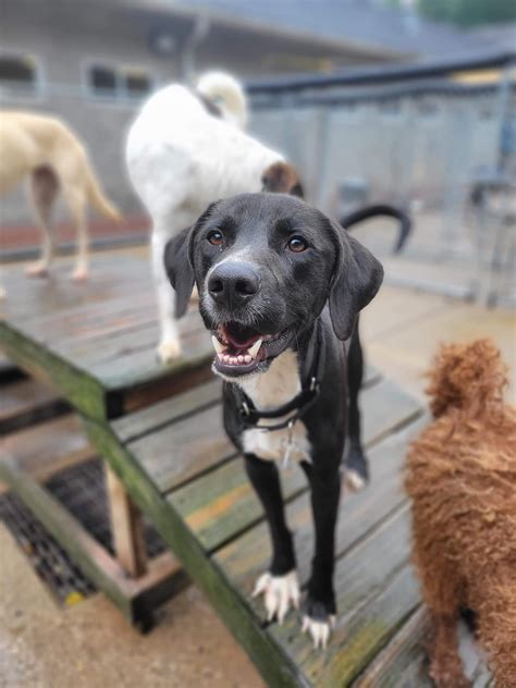Kanawha-Charleston Humane Association