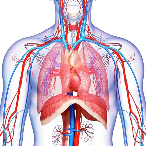 Anatomical illustrations this e anatomy module presents an illustrated anatomy of the lungs trachea bronchi pleural cavity and pulmonary ve. Chest Anatomy Photograph by Pixologicstudio/science Photo ...