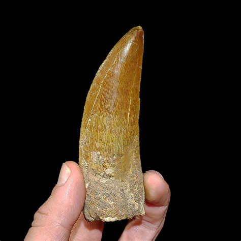 African T Rex Tooth Carcharodontosaurus Ver Ii Aw Fossils Touch Of Modern