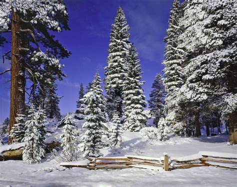 You Can Get Your Own Christmas Tree From A National Forest Heres How