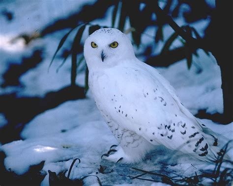 Free Snowy Owl Wallpaper Animals Town