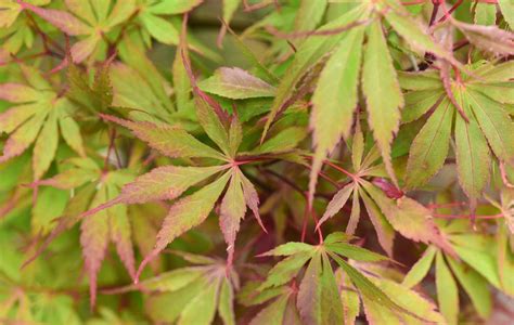 Japanese Maple Acer Palmatum Wakehurst Pink