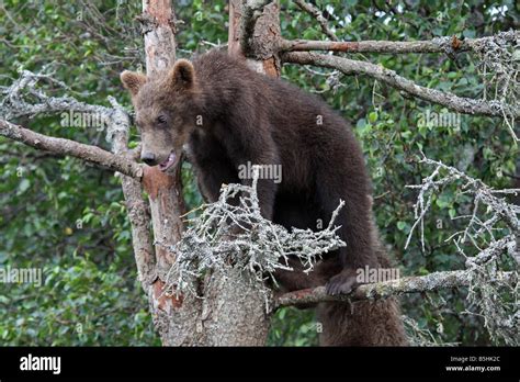 Grizzly Bear Cub On Tree Branch Stock Photo Alamy