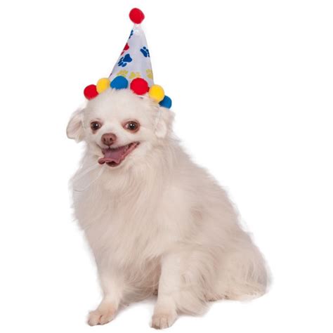A Small White Dog Wearing A Birthday Hat