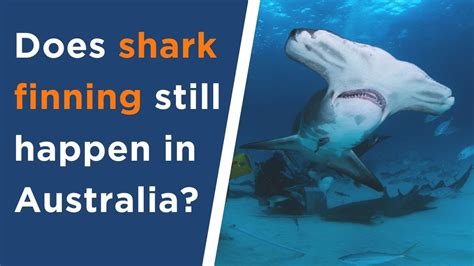 Does Shark Finning Still Happen In Australia Youtube