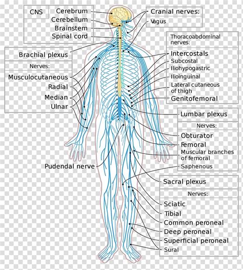 These neurons are responsible for transmitting the nerve impulses from the brain and spinal cord to the muscles and glands. Central Nervous System Diagram Brain And Spinal Cord / Central Nervous System - Ireland ...