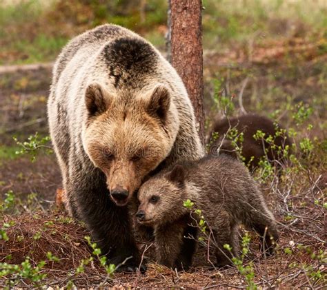 Mother Bear And Cub Stock Image Image Of Arctos Finland 63364687