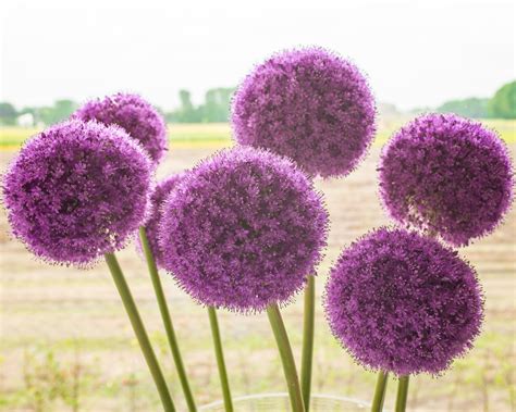 Allium Giganteum Bulbs — Buy Big Alliums Online At Farmer Gracy Uk