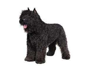 A guide to big dogs that don't shed. Bouvier des Flandres - Big Dog Breeds that dont shed | Pet ...