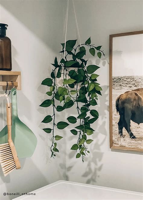 5 Best Indoor Hanging Plants That Require Low Light Care Guide