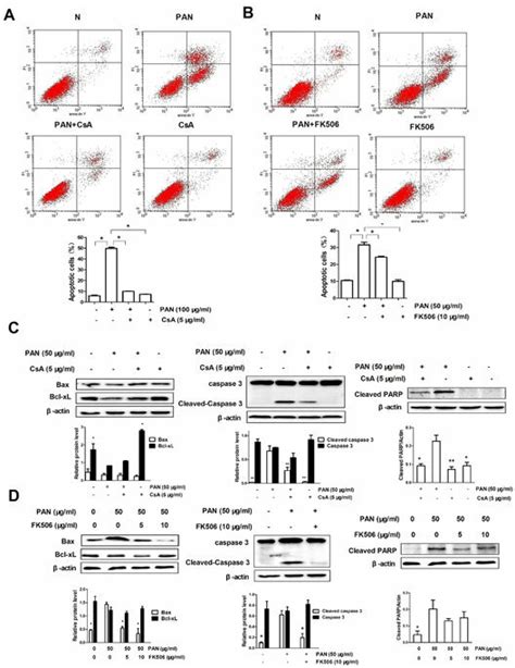 Csa And Fk506 Inhibit Pan Induced Podocyte Apoptosis In Cultured Mouse
