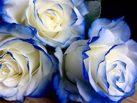 White And Blue Roses Stock Image Image Of Blue Romance 80861791