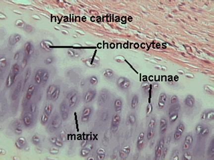 Hyaline Cartilage Connective Tissue Labeled