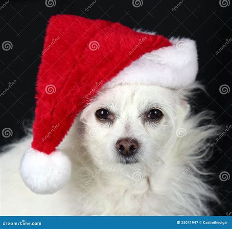 Dog Wears Santa Hat Stock Image Image Of Nose Santa 25041947