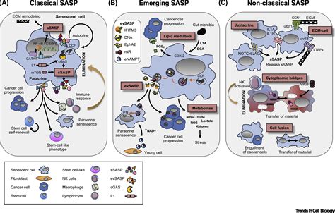 Classical And Nonclassical Intercellular Communication In Senescence