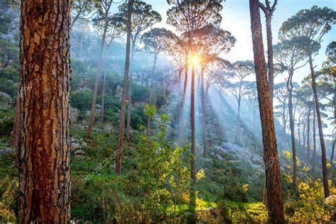 Beautiful Pine Forest — Stock Photo © Annaom 151469862