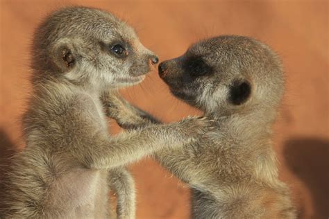 Compare The Meerkats Females Literally Weigh Each Other