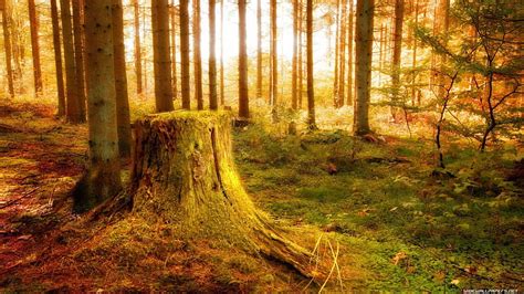 1080p Free Download Tree Stump In A Magical Forest Forest Autumn