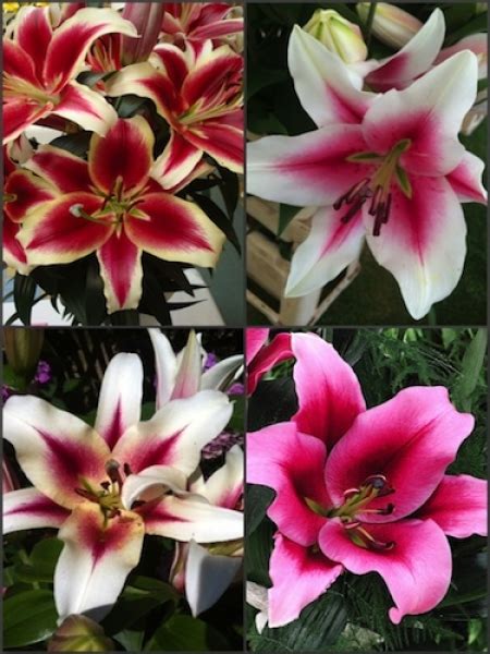 Multicoloured Tree Like Lily Bulb Collection Pack Of 12 Bulbs From