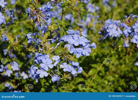 Sticky Blue Flowers Plumbago Plant Stock Image Image Of Blooming