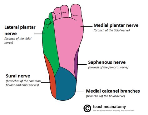 Cutaneous Innervation To The Sole Of The Foot From Teach Me Anatomy