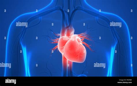 Human Body Organs Cardiovascular System Heart Anatomy Stock Photo Alamy