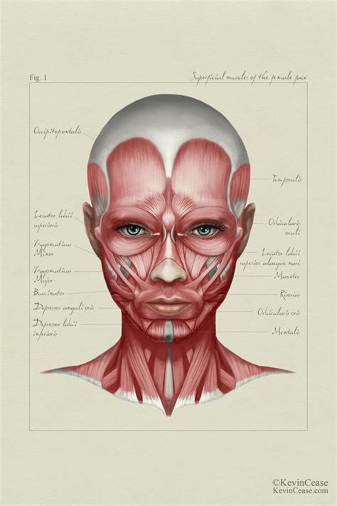 Facial Anatomy Human Anatomy Drawing Human Drawing Reference Male
