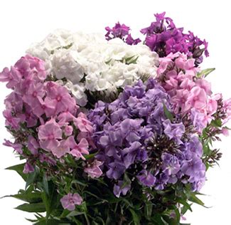 Carnations are the apt flowers to show your love and care for the particular. Phlox Flowers: Buy Fresh Cut Wholesale Phlox Flower For ...