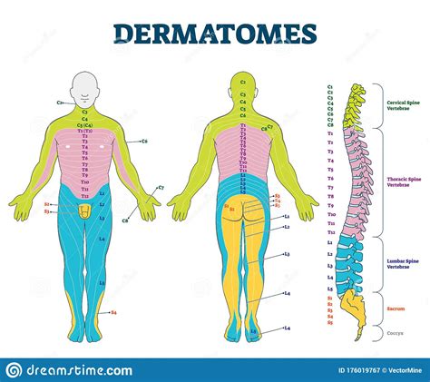 Dermatomes Vector Illustration Labeled Educational Anatomical Skin