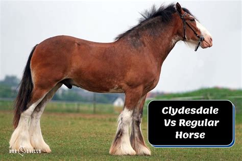 Clydesdale Vs Regular Horse Detailed Comparison Guide
