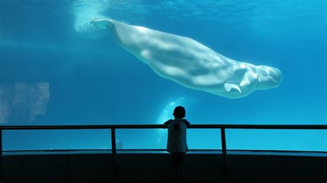 Plan To Move Beluga Whales From Canada To Us Aquarium Sparks