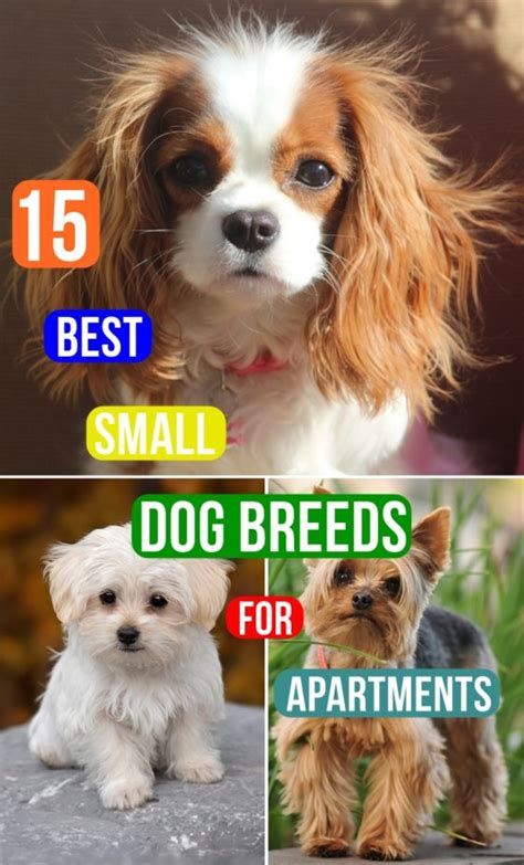 15 Best Small Dog Breeds For Apartments