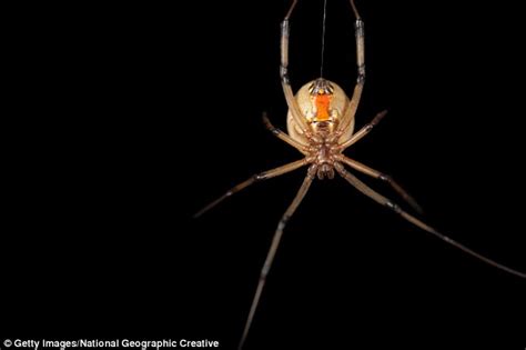 Black widow spiders have fangs. Male black widows mate with young female spiders to avoid ...