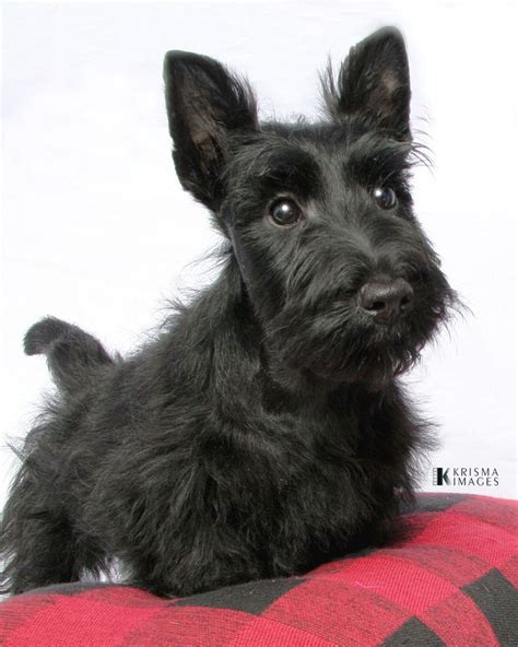 Scottie Pup Scottie Puppies Cute Puppies Dogs And Puppies Cute Dogs
