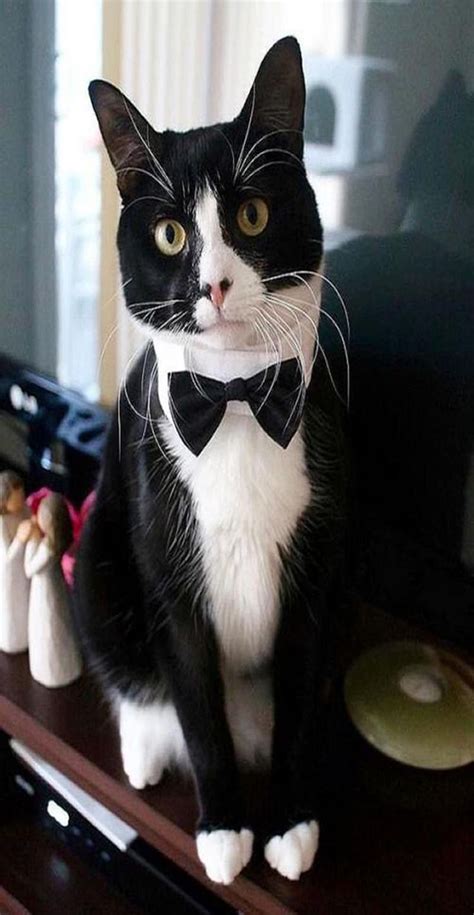 20 Most Popular Tuxedo Cat Names Cat Guides Gatos Bonitos Gatos