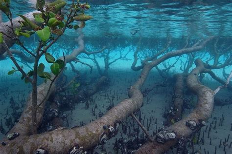 underwater mangrove trees mangrove underwater mangrove forest