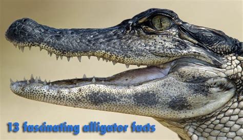 Fascinating Facts About The American Alligator Infographic Infographic