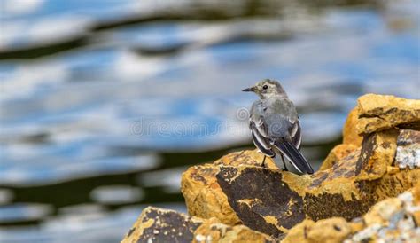 Bird White Wagtail On A Stone Against The Water Stock Image Image Of
