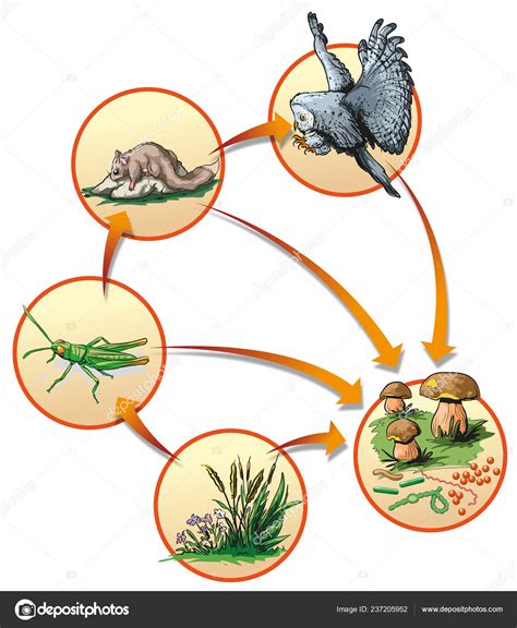 Forest Food Chain