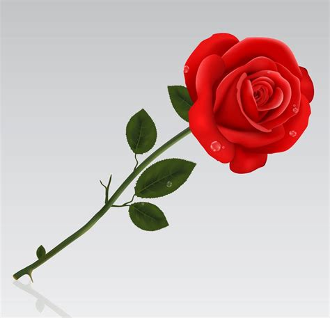 A Single Red Rose With Water Droplets On Its Petals And Stem In Front